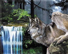 Tapety na pulpit Magiczne zwierzęta Wilk Wilkołak wilk