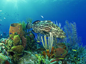 Картинки Подводный мир Рыбы животное