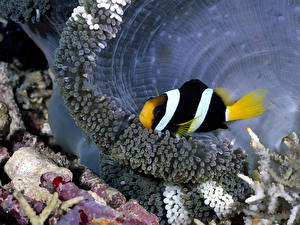 Фото Подводный мир Рыбы животное