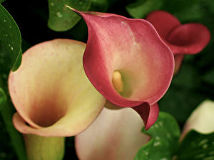 Hintergrundbilder Calla palustris