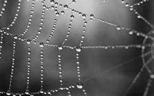 Pictures Closeup Drops Spider silk Nature