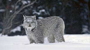 Sfondi desktop Grandi felini Lynx