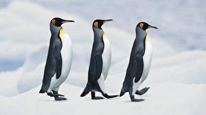 Bureaubladachtergronden Pinguïn een dier