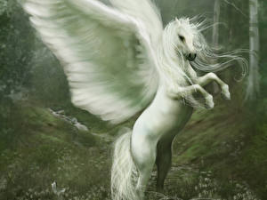 Bakgrunnsbilder Magiske dyr Pegasus