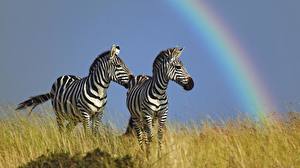 Photo Zebras Rainbow Animals