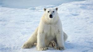Pictures Bear Polar bears