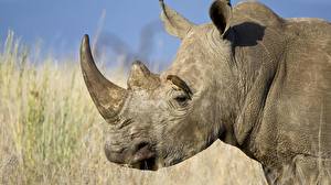 Sfondi desktop Rinoceronti Animali