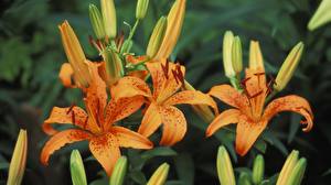 Images Lilies