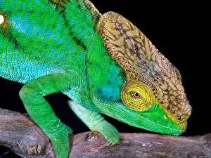 Bilder Reptilien Chamäleons Tiere