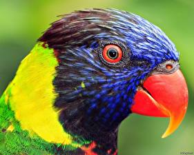 Papel de Parede Desktop Pássaro Papagaios animalia