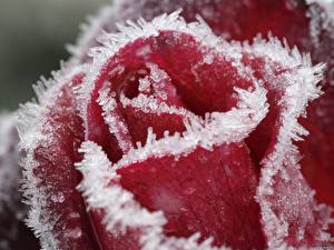 Pictures Rose Ice Flowers
