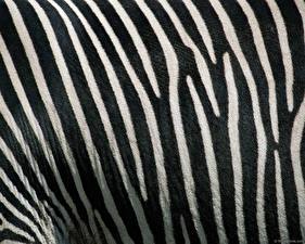 Papel de Parede Desktop Zebra um animal