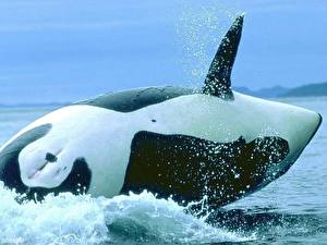Papel de Parede Desktop Orcas animalia