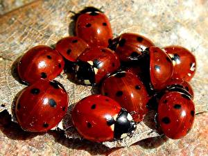 Image Insects Ladybugs Animals