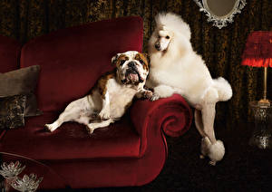 Pictures Dogs Bulldog Poodle Animals