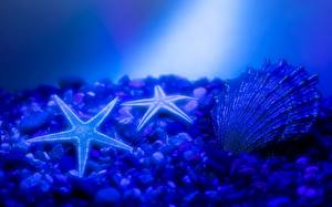 Фотография Подводный мир Морские звезды животное