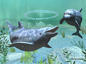 Bakgrundsbilder på skrivbordet Delfiner Djur 3D_grafik