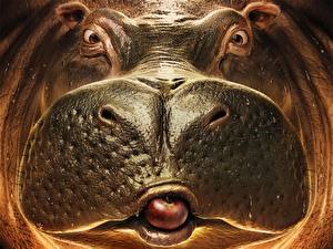 Fonds d'écran Hippopotame un animal