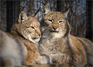 Fondos de escritorio Grandes felinos Lynx