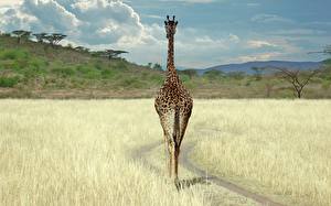 Bureaubladachtergronden Giraffe Dieren