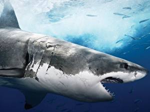 Pictures Underwater world Sharks Animals