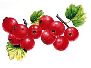Bakgrundsbilder på skrivbordet Frukt Vinbär Mat