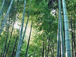 Tapety na pulpit Lasy Bambus Natura