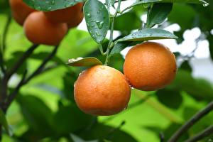 Картинки Фрукты Цитрусовые Апельсин Еда