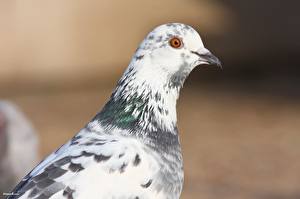 Photo Birds Pigeon animal