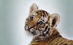 Bakgrunnsbilder Store kattedyr Tiger Ung Farget bakgrunn Dyr