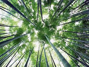 Papel de Parede Desktop Floresta Bambu Naturaleza