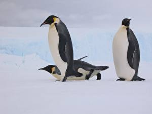 Bakgrunnsbilder Pingviner Dyr