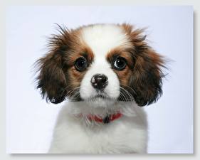Pictures Dogs Continental Toy Spaniel Colored background animal