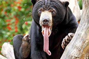 Hintergrundbilder Bären Braunbär Zunge Tiere