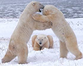Tapety na pulpit Niedźwiedzie Niedźwiedź polarny zwierzę