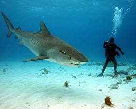Bakgrunnsbilder Undervannsverdenen Haier