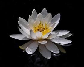 Image Water lilies flower