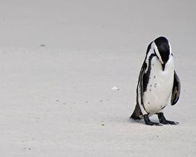 Bureaubladachtergronden Pinguïns Witte achtergrond Dieren