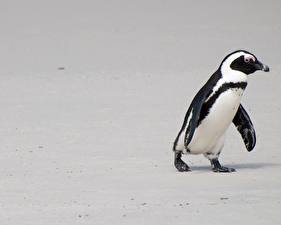 Fotos Pinguin Weißer hintergrund  ein Tier