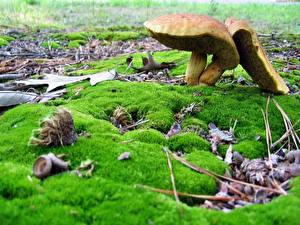 Hintergrundbilder Pilze Natur