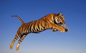 Bakgrunnsbilder Store kattedyr Tiger Farget bakgrunn Dyr