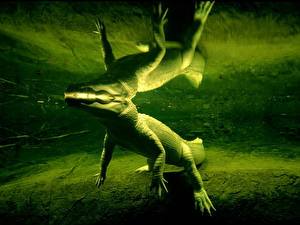 Bakgrunnsbilder Krokodiller Dyr