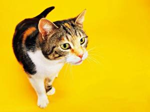 Photo Cats Colored background Animals