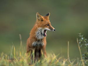 Images Foxes
