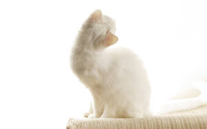 Hintergrundbilder Hauskatze Weißer hintergrund Tiere