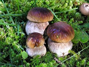 Photo Mushrooms nature