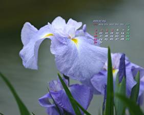 Sfondi desktop Iris Fiori