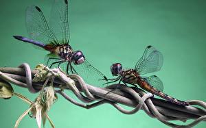 Fotos Insekten Libellen Farbigen hintergrund Tiere