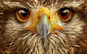 Papel de Parede Desktop Aves Olhos Águia Bico Animalia