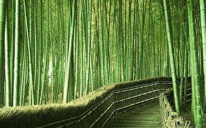 Papel de Parede Desktop Florestas Bambu Naturaleza